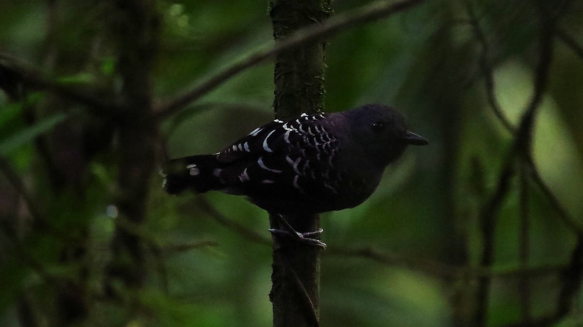 Common Scale-backed Antbird - ML90975601