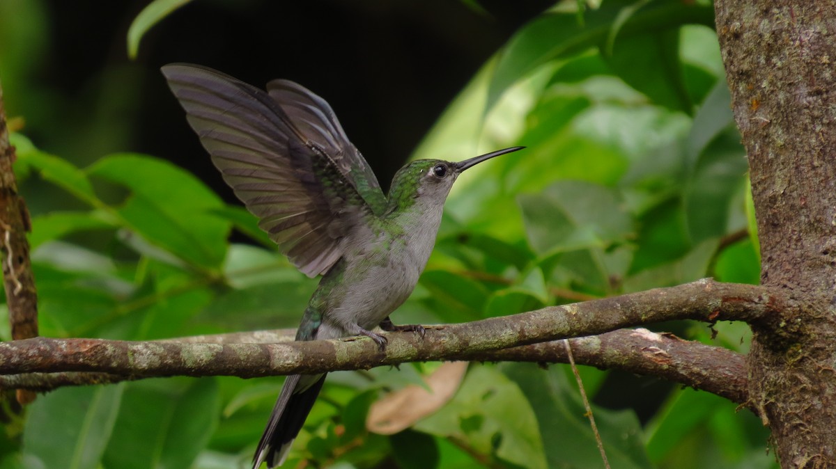 Gray-breasted Sabrewing - ML90976251