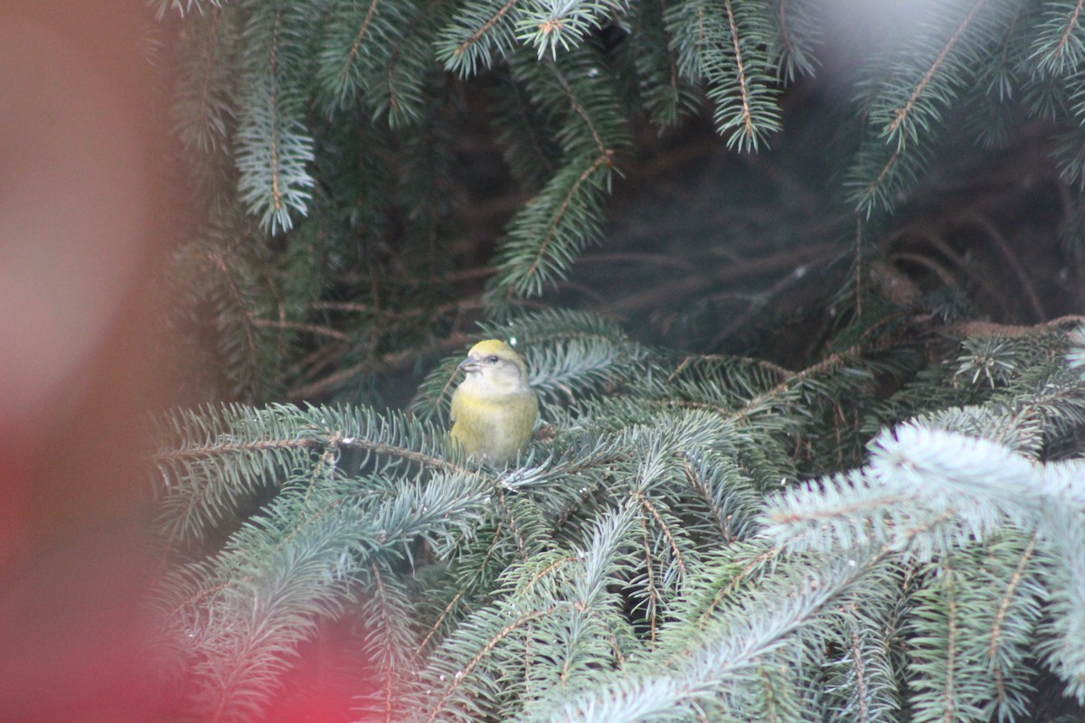 Red Crossbill - ML90976781