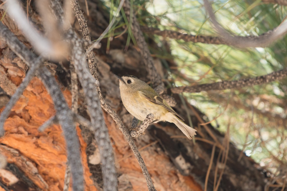 Goldcrest (Tenerife) - John C. Mittermeier