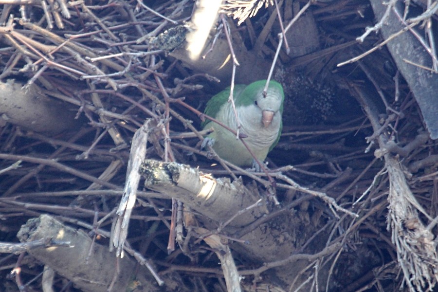 Monk Parakeet - ML90978081