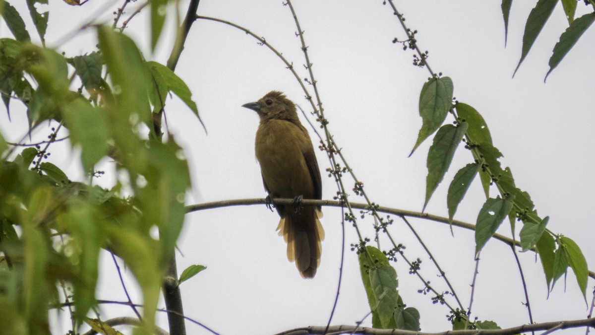 White-lined Tanager - Sebastián Pardo