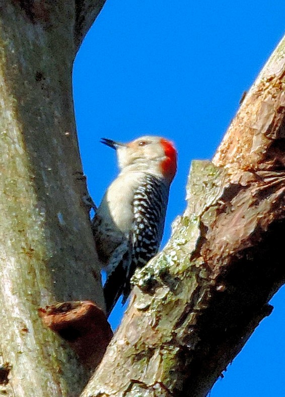 Red-bellied Woodpecker - ML90979241