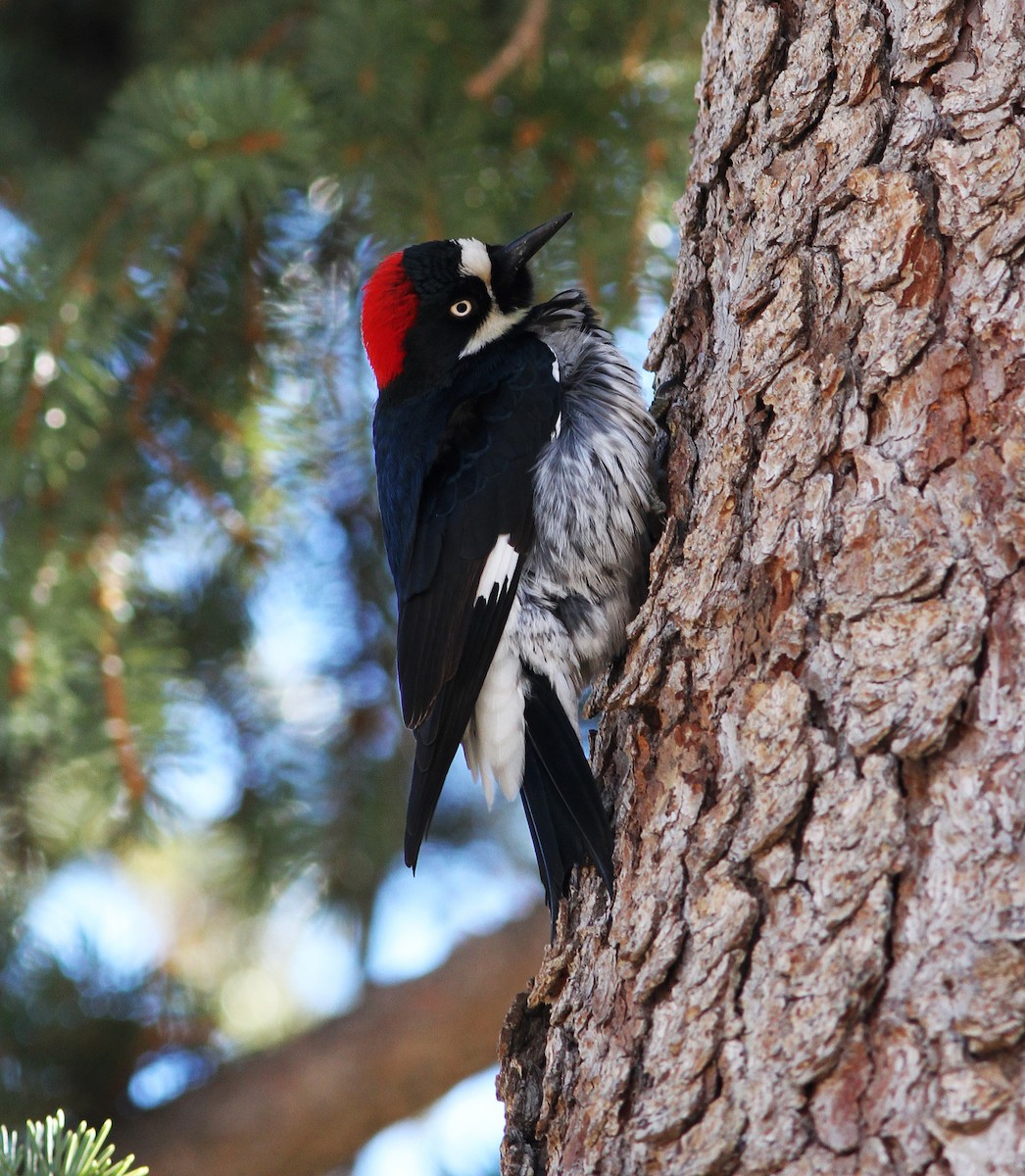 Acorn Woodpecker - ML90979551