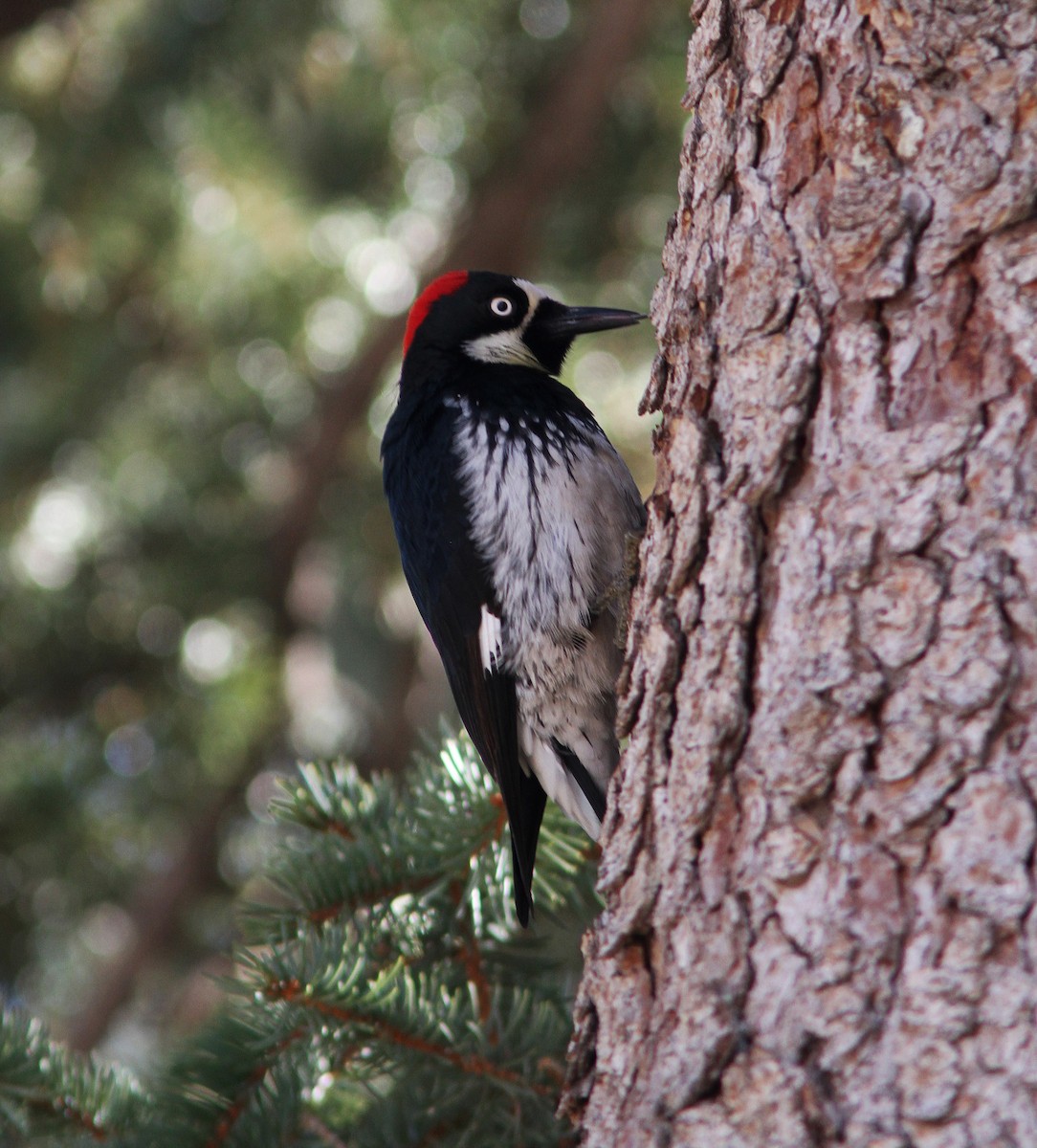 Acorn Woodpecker - ML90979671