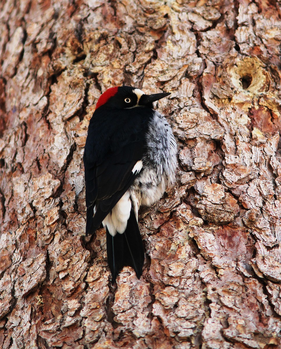 Acorn Woodpecker - ML90979861