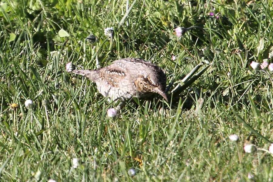 Eurasian Wryneck - ML90980511