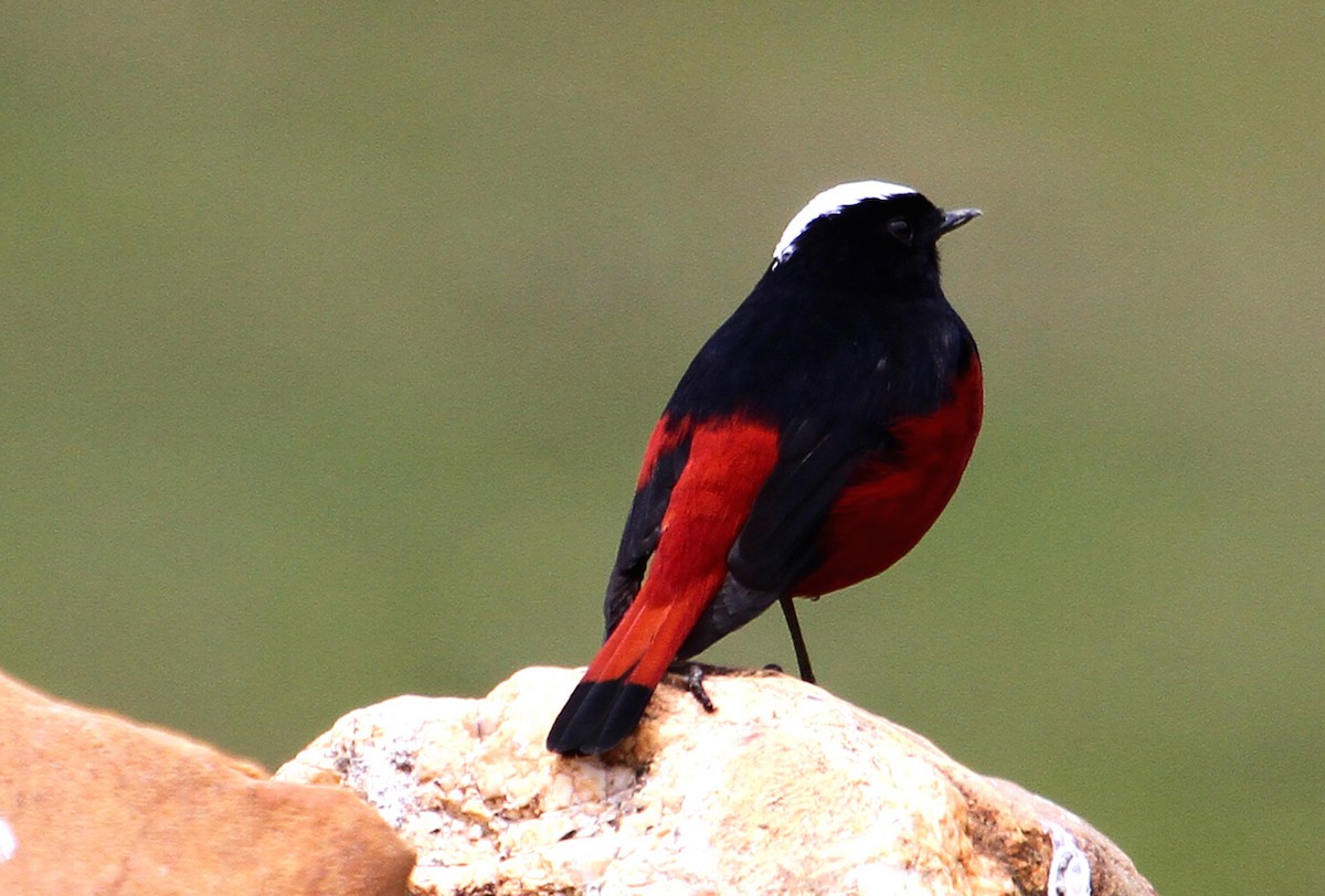 White-capped Redstart - ML90981171