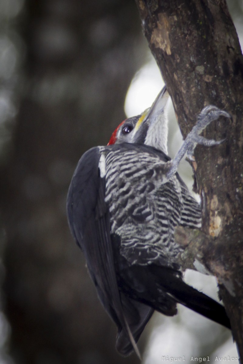 Lineated Woodpecker - Miguel Avalos