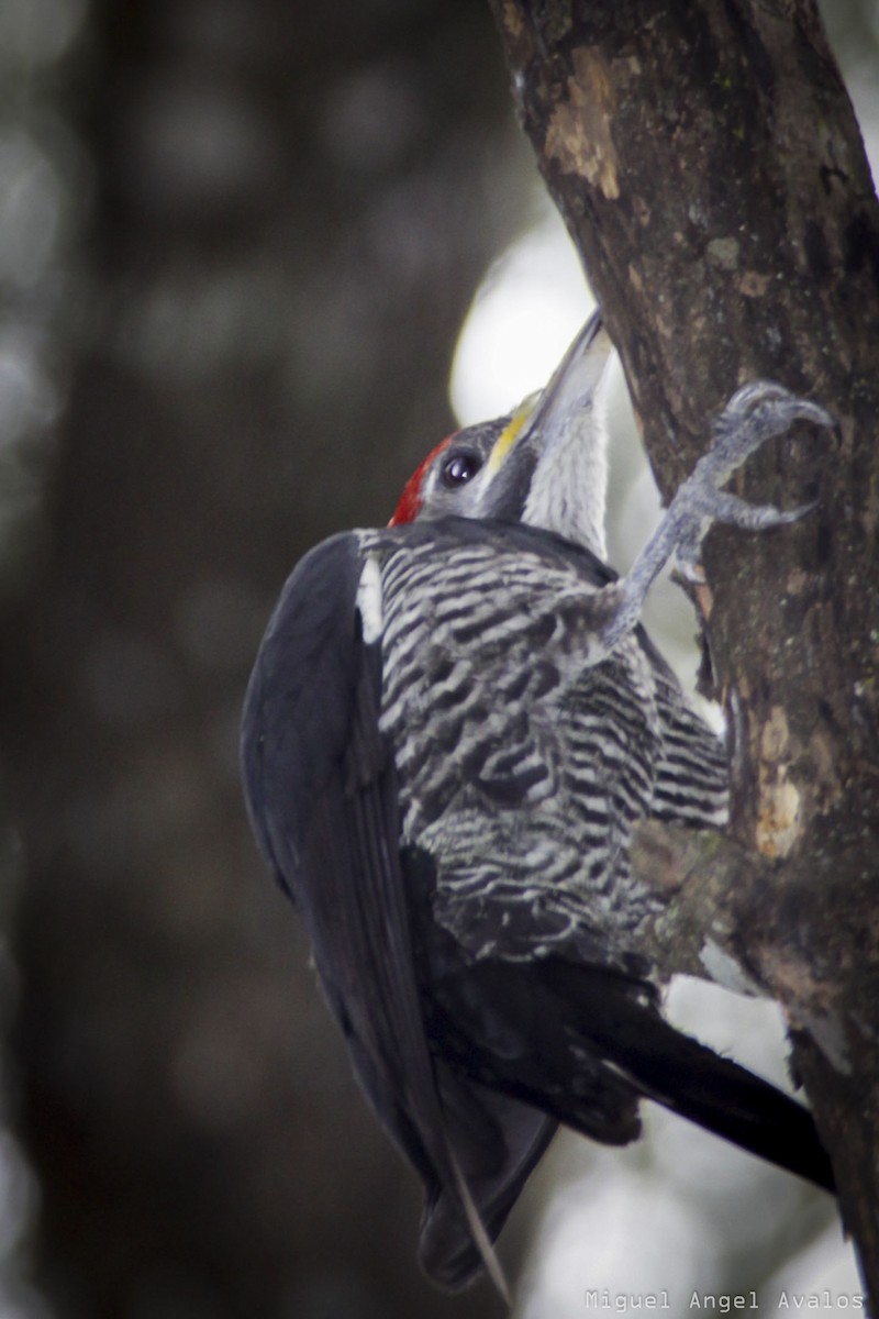 Lineated Woodpecker - ML90982311