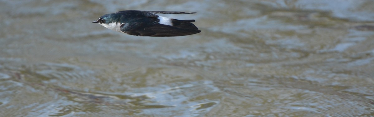 Mangrove Swallow - Frank Spooner