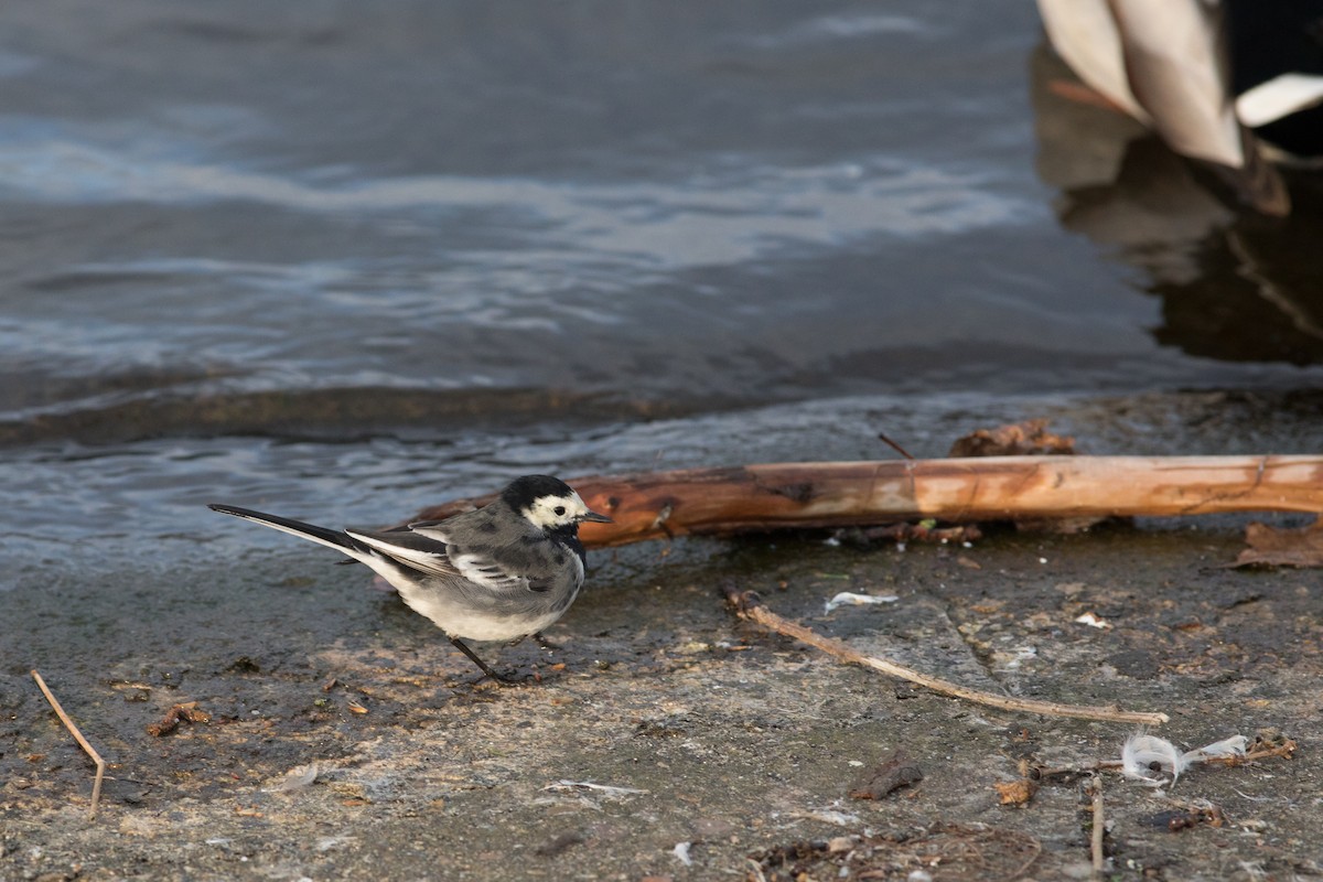 White Wagtail - Anastasia Stefanou