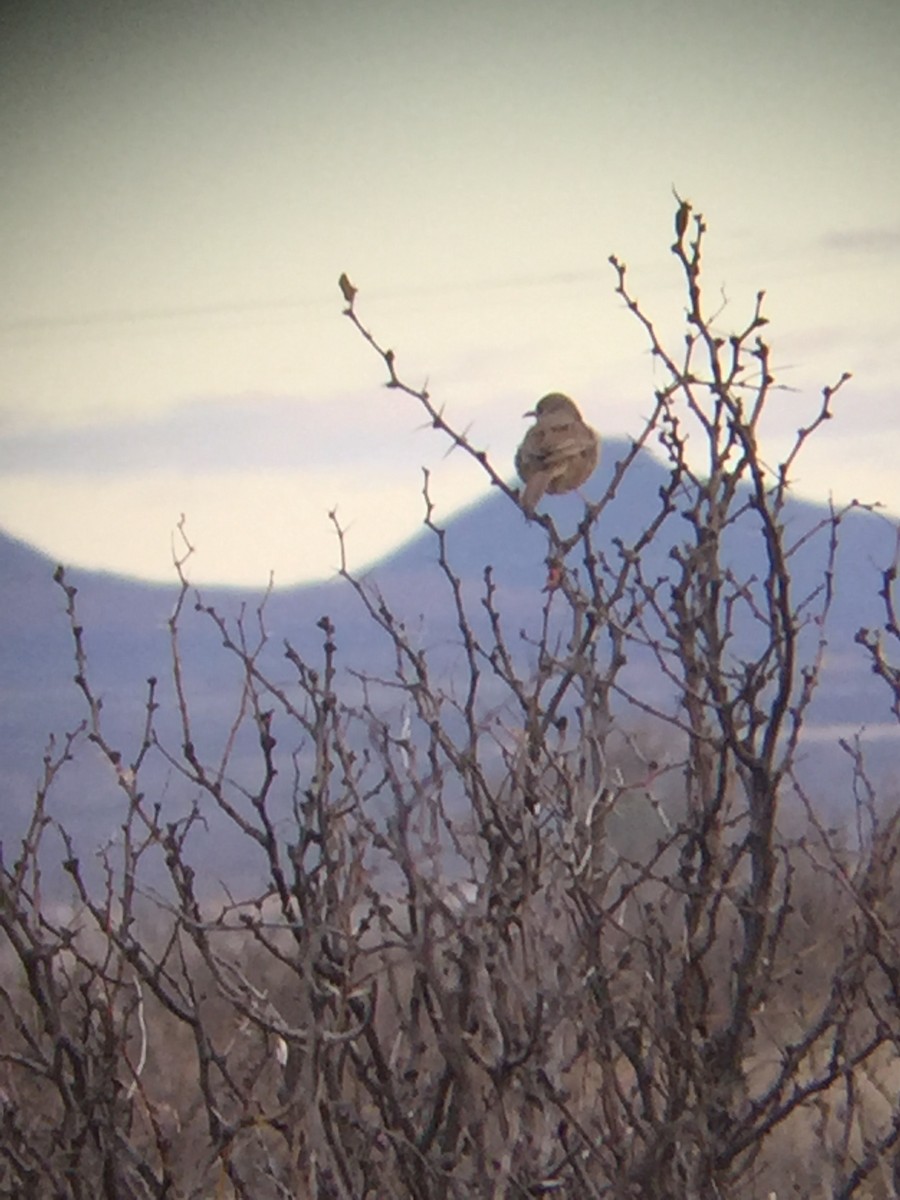 Bendire's Thrasher - ML90986891