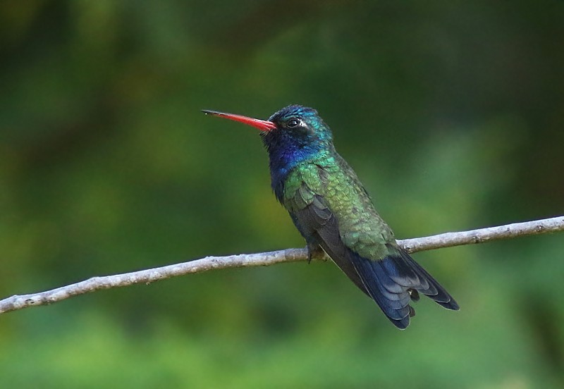 Colibrí Piquiancho de Guerrero - ML90987001