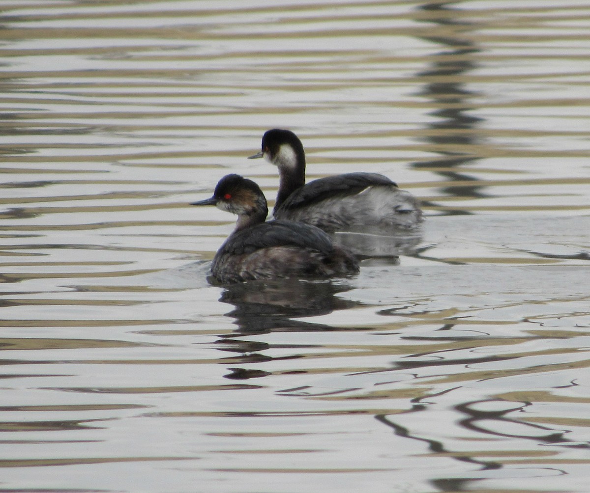 Eared Grebe - ML90989241