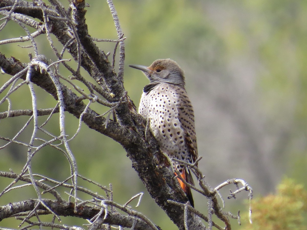 Northern Flicker (Red-shafted) - ML90989861