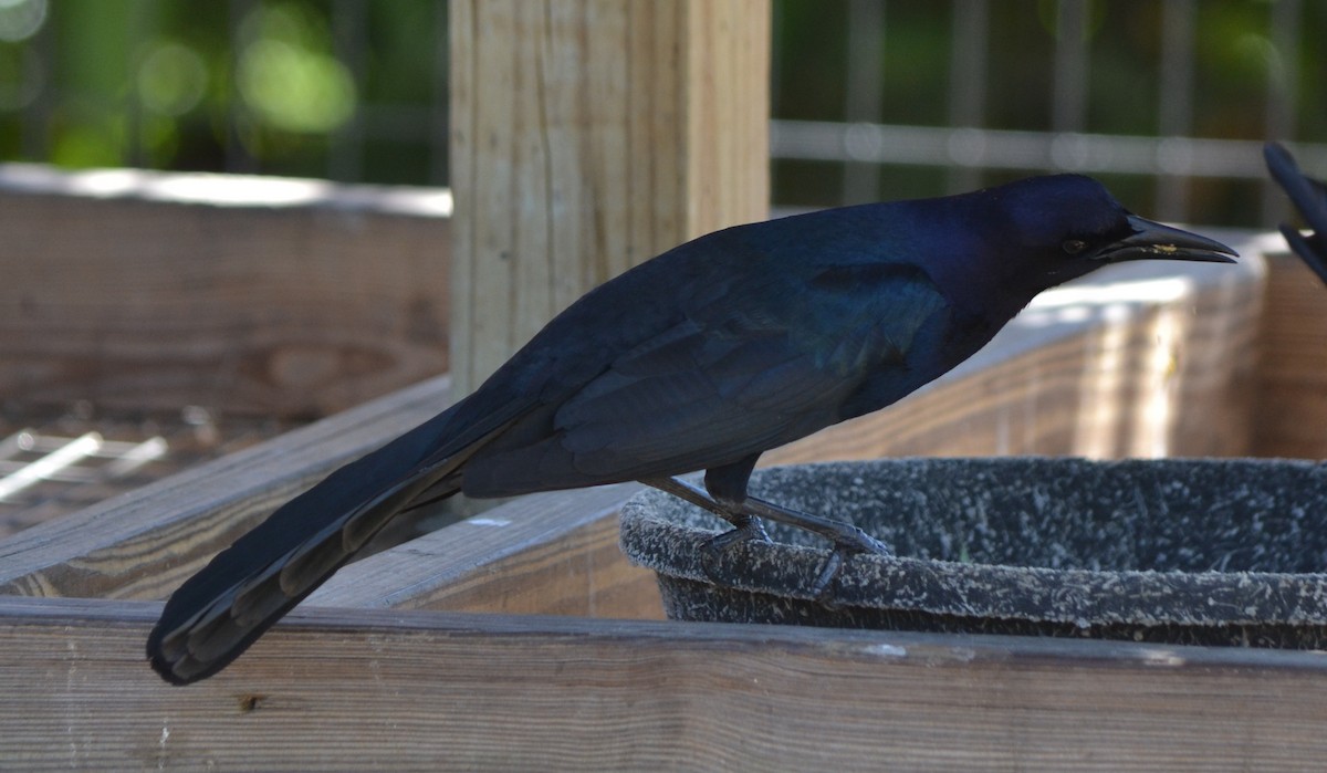Boat-tailed Grackle - ML90990981