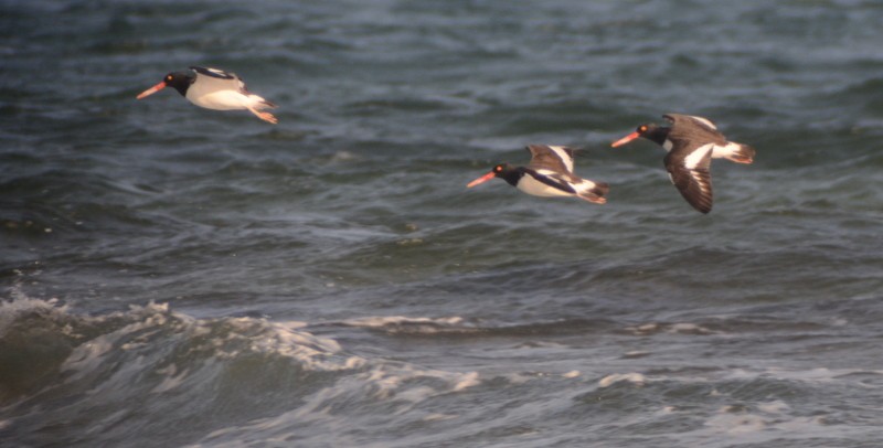 American Oystercatcher - ML90993591