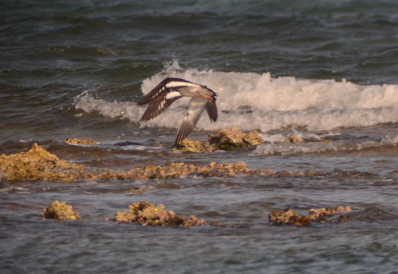 American Oystercatcher - ML90993601