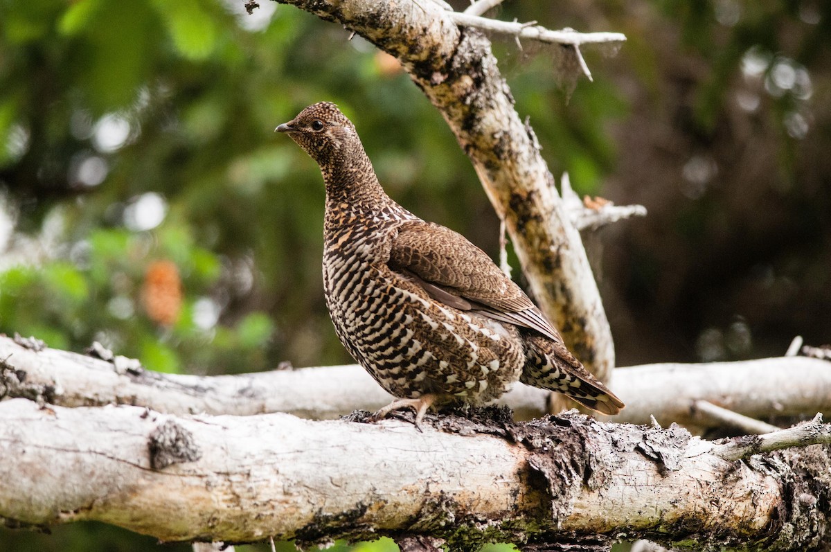 Spruce Grouse - ML90994301