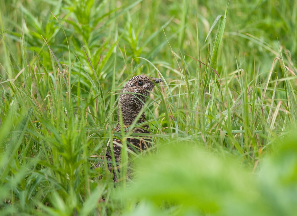 Spruce Grouse - ML90994321