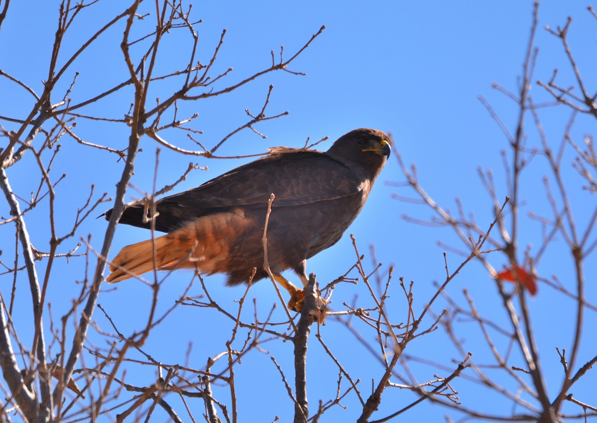 Red-tailed Hawk - ML90995531