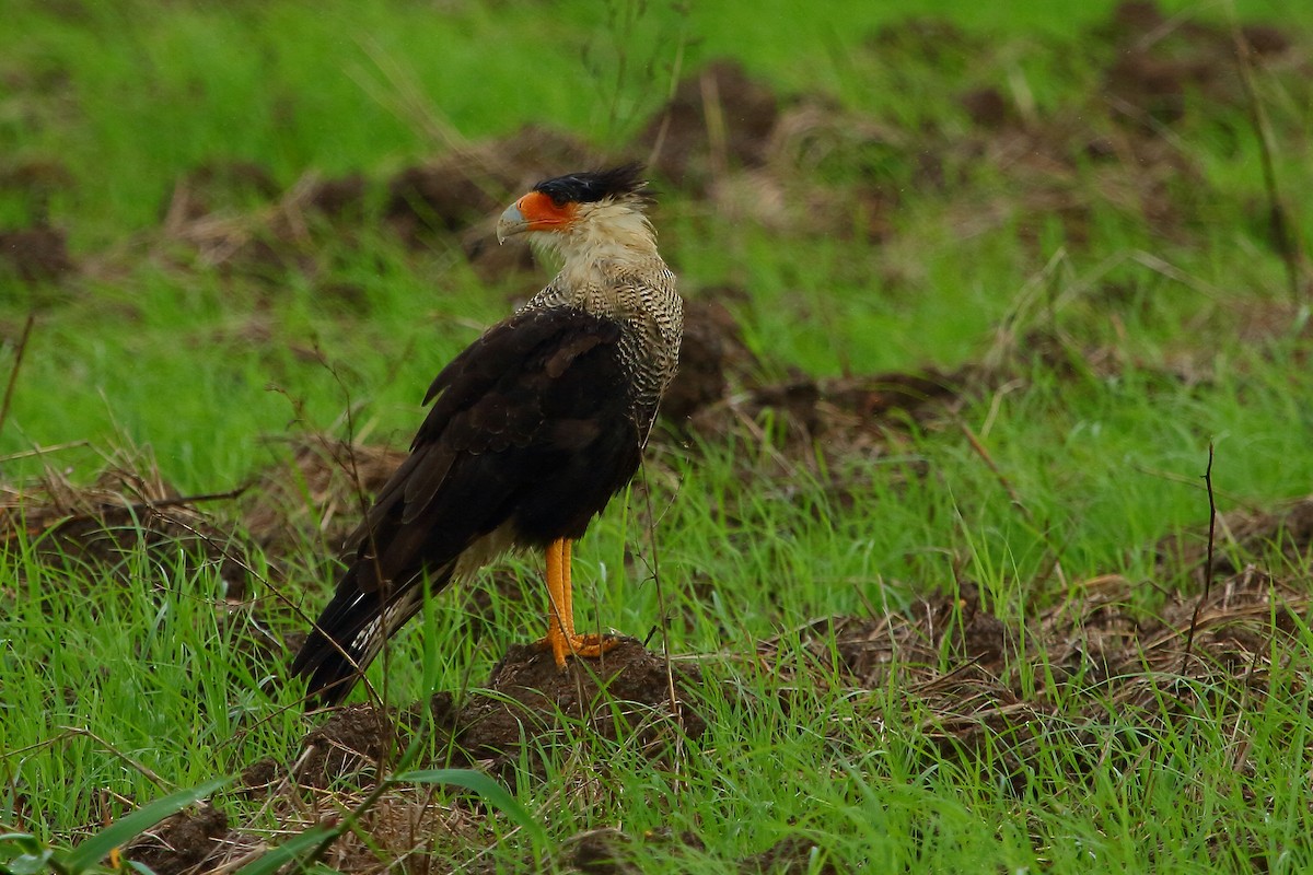 Crested Caracara (Northern) - ML90997991