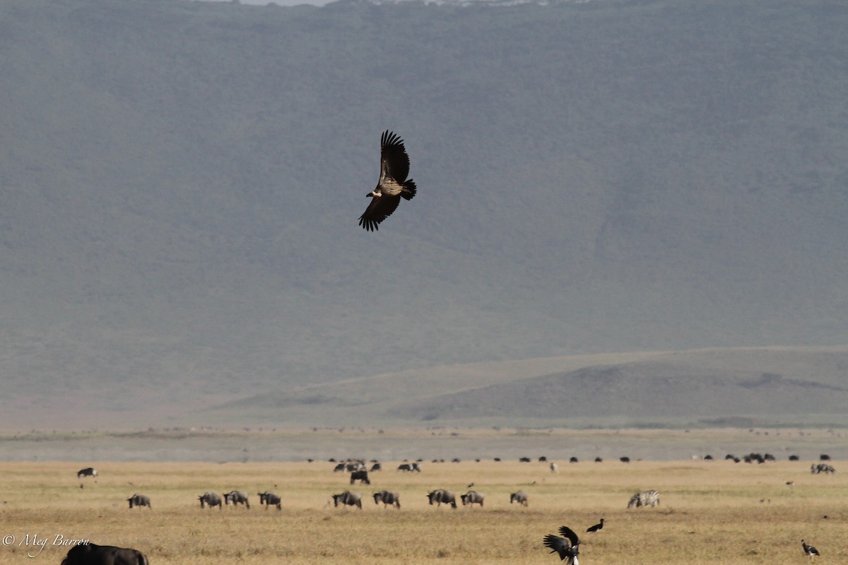 White-backed Vulture - Meg Barron