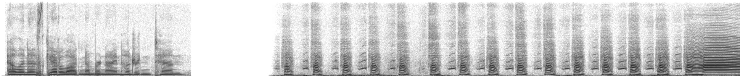 Magellanic Penguin - ML910