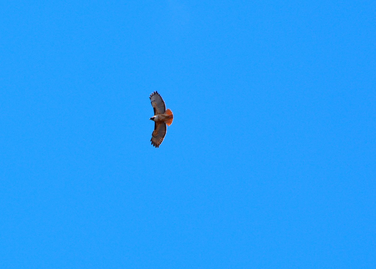 Red-tailed Hawk - ML91000561