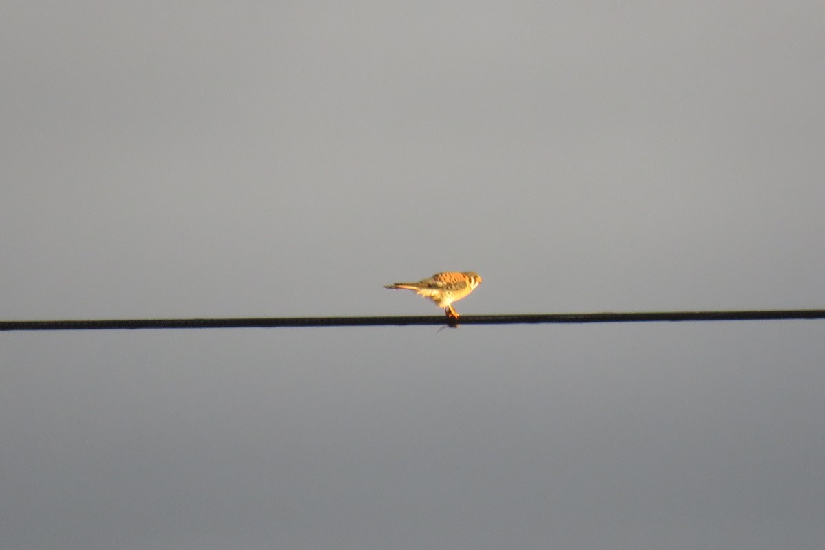 American Kestrel - Curtis Mahon