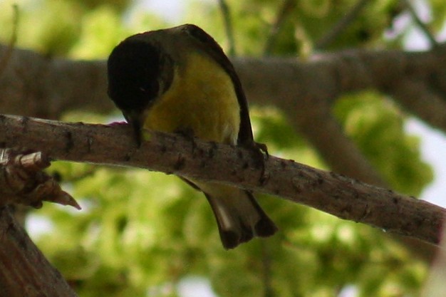 Lesser Goldfinch - ML91001681