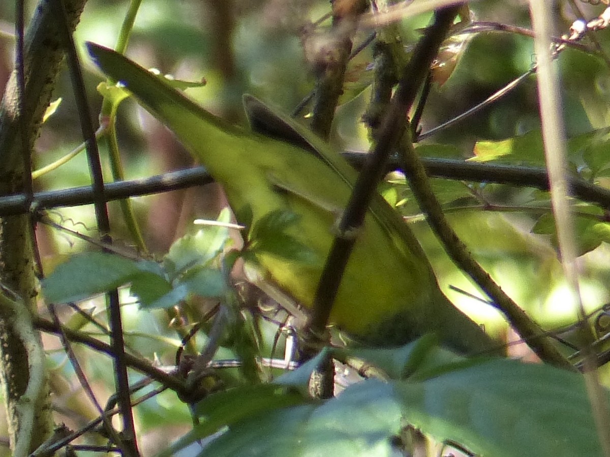 Dickichtwaldsänger - ML91004121