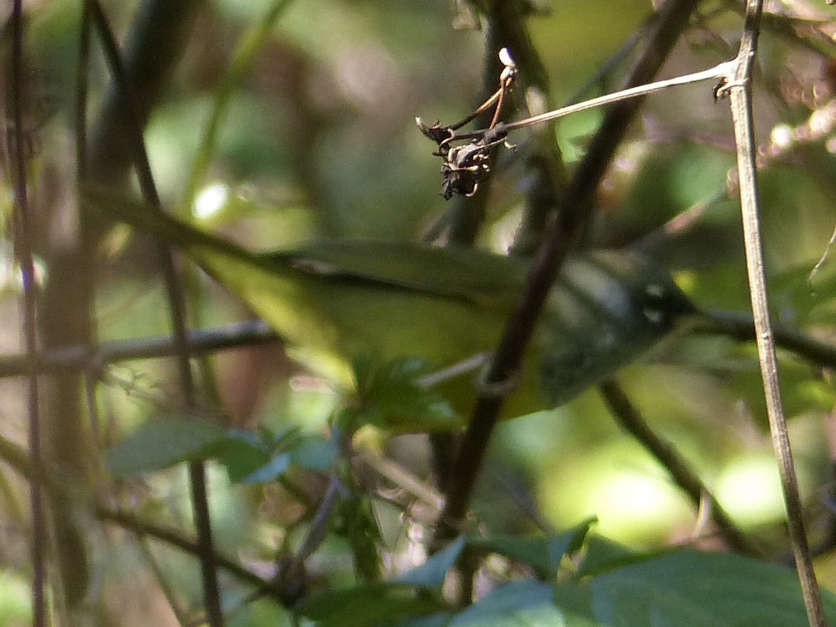 Dickichtwaldsänger - ML91004131