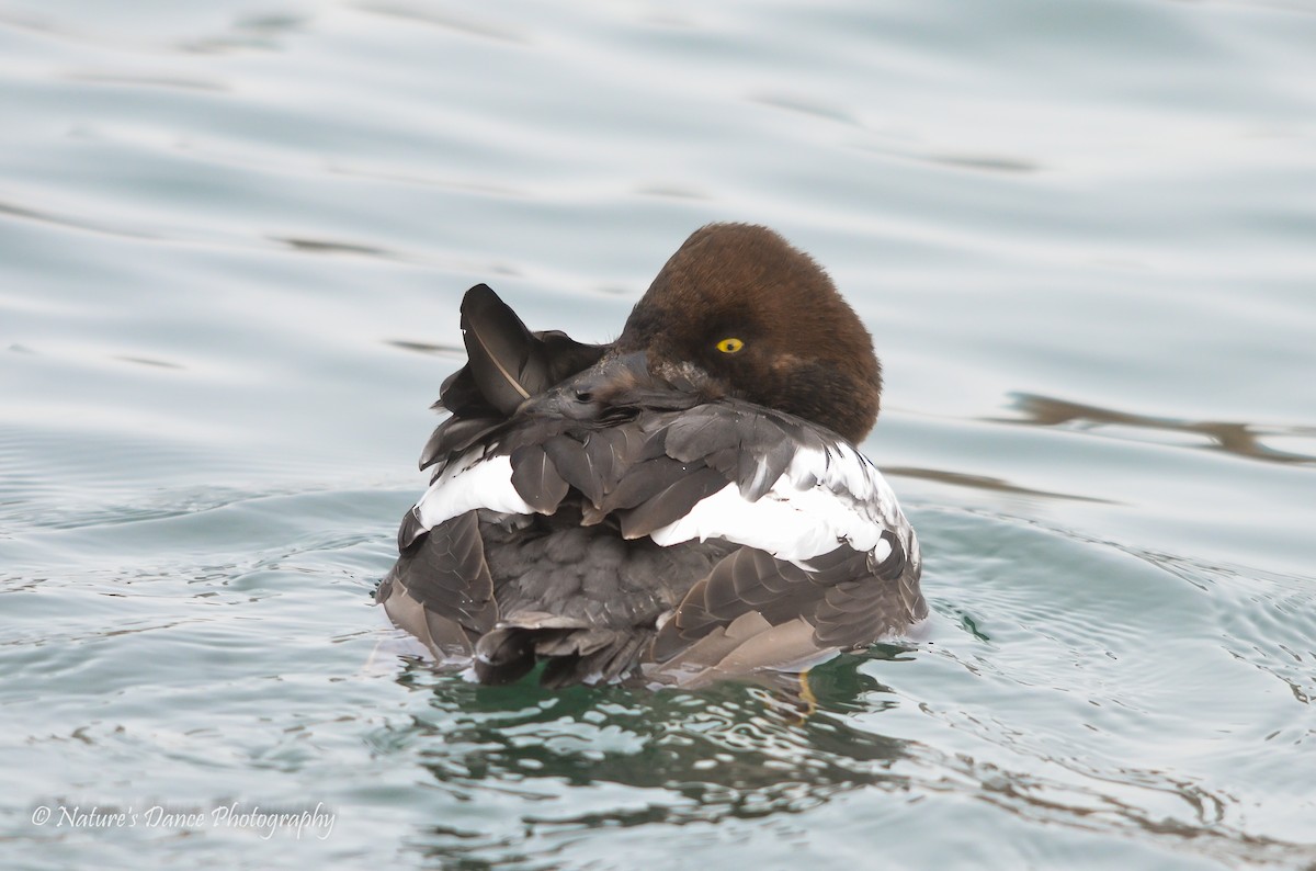 Common Goldeneye - Nancy Barrett