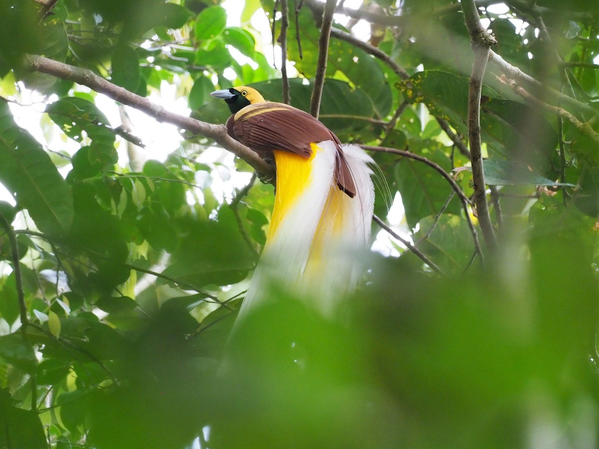 Lesser Bird-of-Paradise - ML91005141