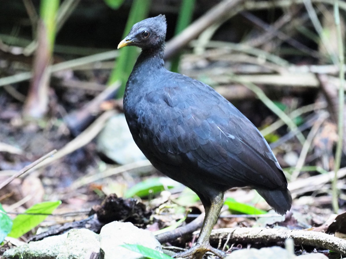 Dusky Megapode (Dusky) - Richard Pollard