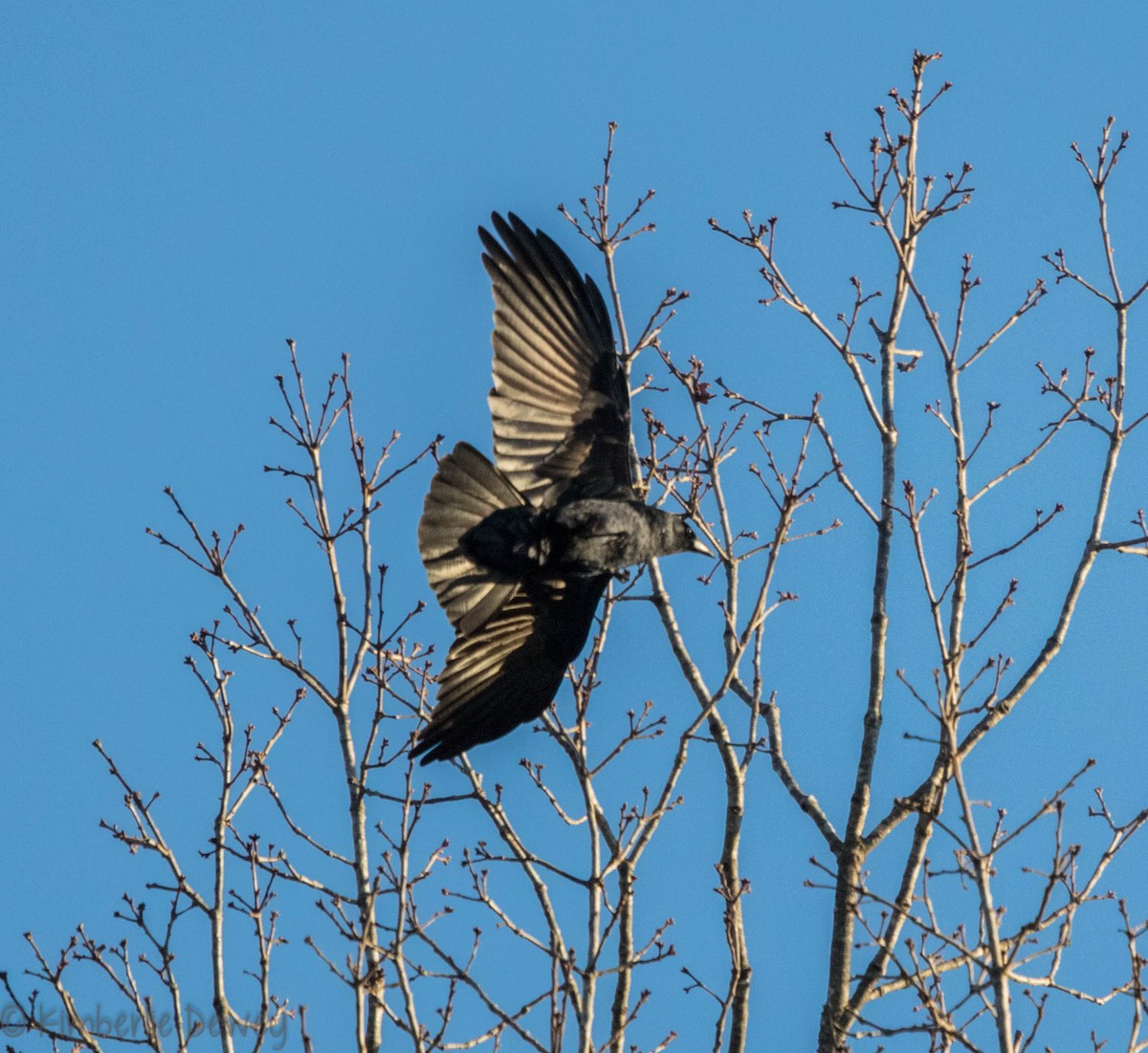 Fish Crow - ML91007261