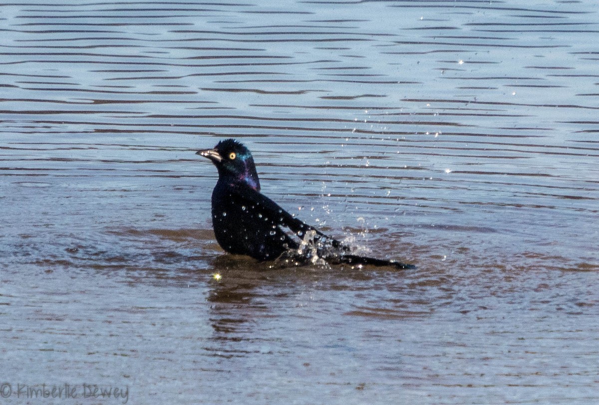 Common Grackle - ML91007901