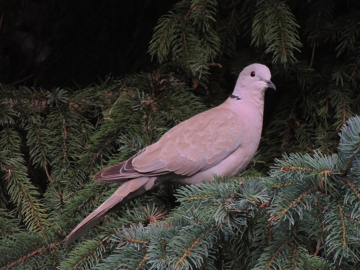 Eurasian Collared-Dove - ML91009741