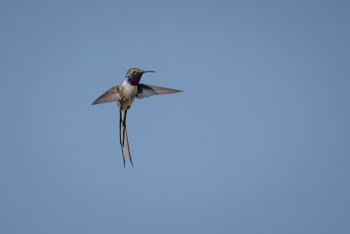 Peruvian Sheartail - Vicente Pantoja Maggi