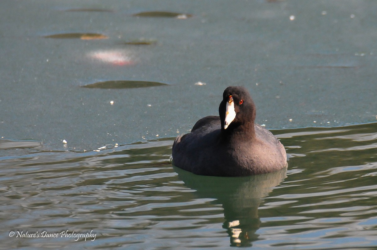 American Coot - ML91010541