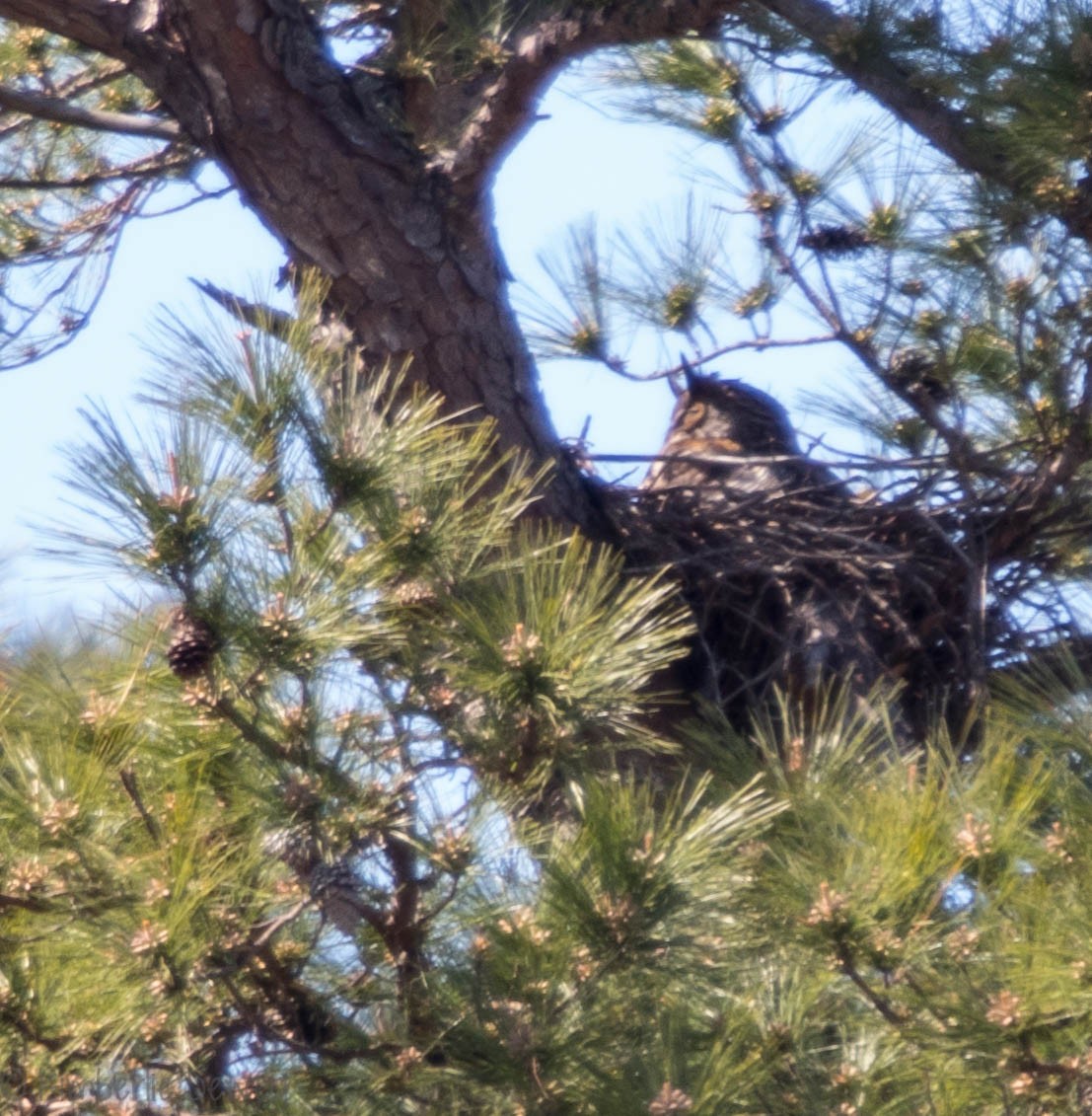 Great Horned Owl - ML91010891