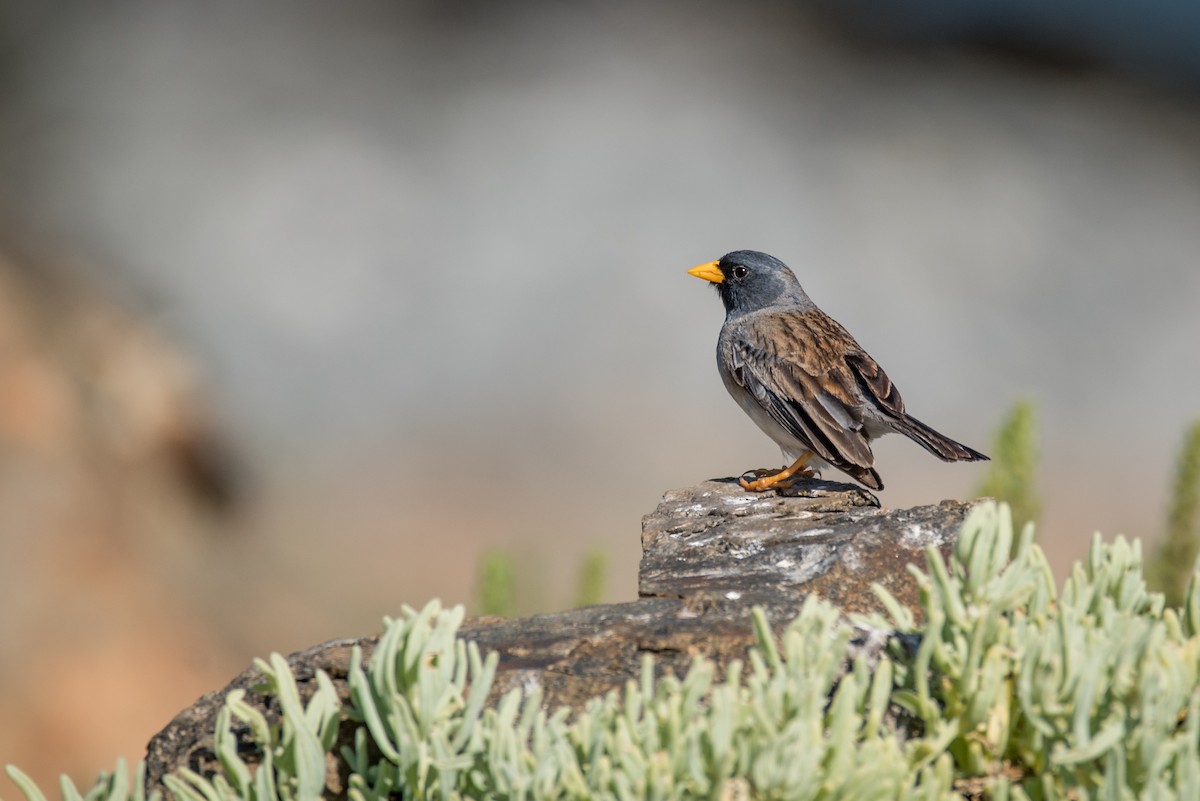 Band-tailed Sierra Finch - ML91012951