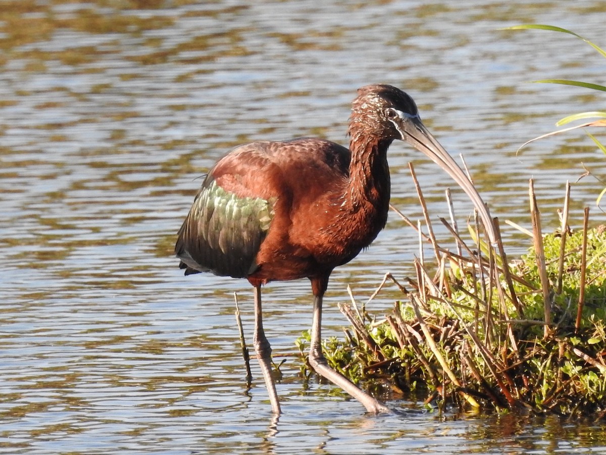 Glossy Ibis - Sue Finnegan