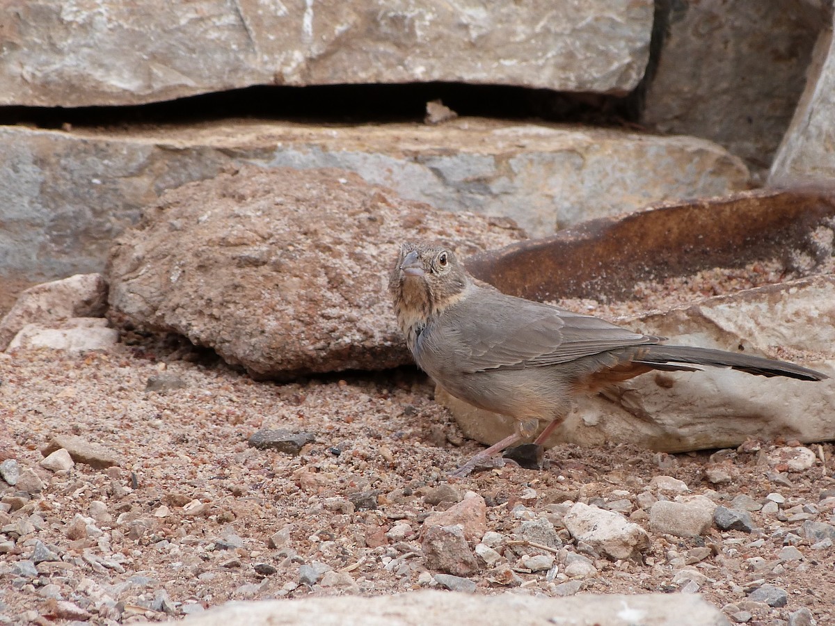 Canyon Towhee - ML91015291