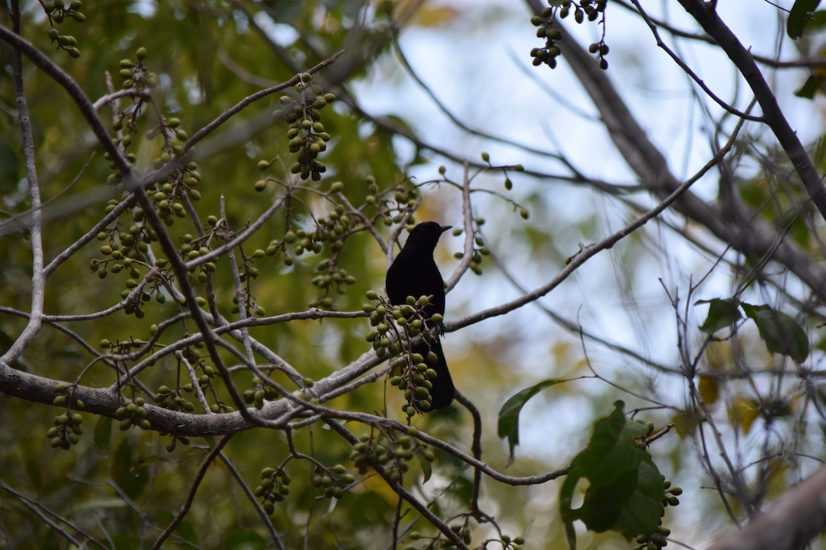 Black Catbird - ML91015731