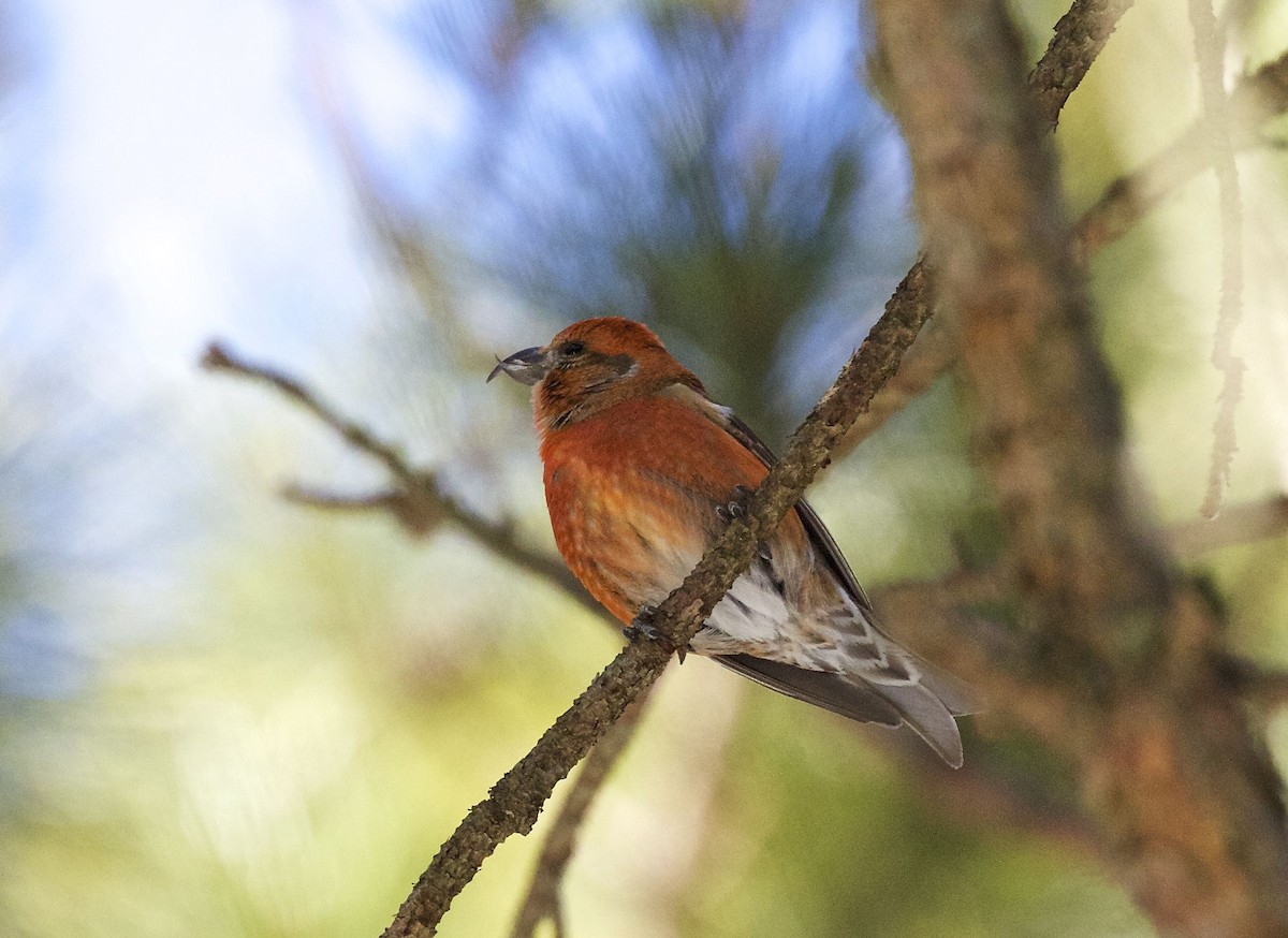 Red Crossbill - ML91016901