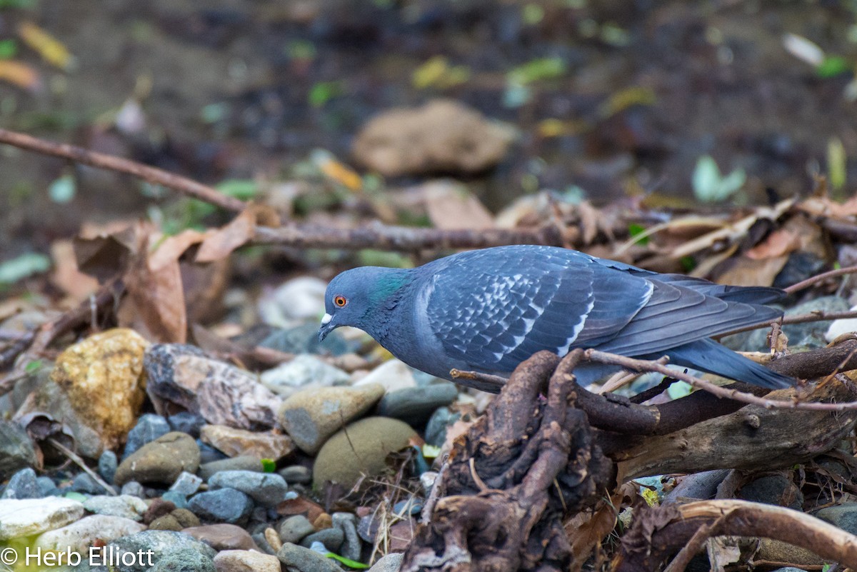 Rock Pigeon (Feral Pigeon) - ML91023741