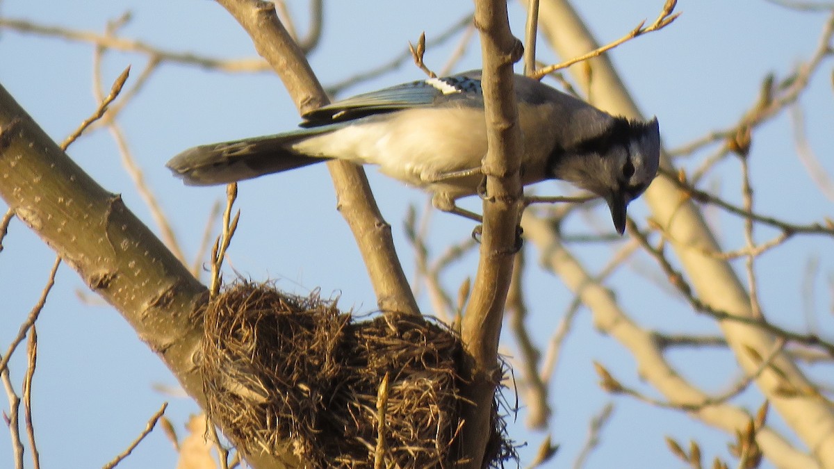Blue Jay - ML91024011